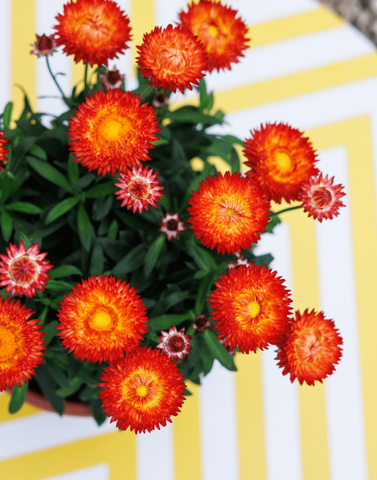 3907 Брактеанта GRANVIA RED ORANGE FLAME (ОСЕНЬ 2025)