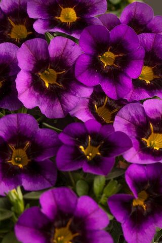 19222 Калибрахоа EYECATCHER PURPLE (ОСЕНЬ 2025)