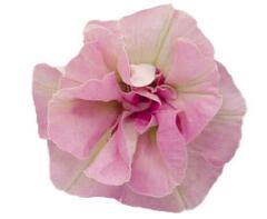 32482 Петуния SWEETSUNSHINE LIGHT PINK (Весна 2026)