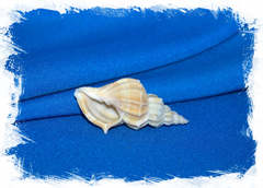 Канцеллария лурата (Cancellaria lyrata)