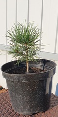 Teofrast Кедр сибирский Pinus sibirica