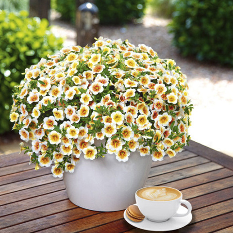 19178 Калибрахоа CALITASTIC CAPPUCINO (ОСЕНЬ 2025)