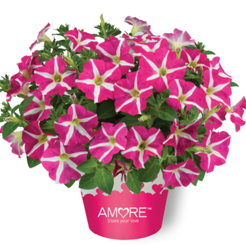 3281 Петуния AMORE Pink Hearts (Весна 2026)