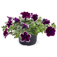 3272 Петуния TEA PURPLE WHITE EDGE (ОСЕНЬ 2025)