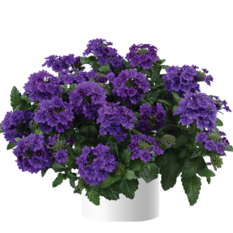 1568 Вербена VANESSA PURPLE