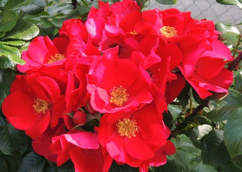 Робуста(Robusta)