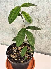 Teofrast Дуб изменчивый Quercus variabilis
