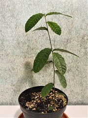 Teofrast Дуб изменчивый Quercus variabilis