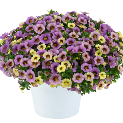 19138 Калибрахоа OMBRE Purple (Весна 2026)