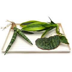 Черенки суккулентов, набор №6