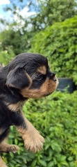 Жужин сынок 1, предварительная бронь
