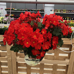 1207 Бегония DREAMS GARDEN MACAROUGE