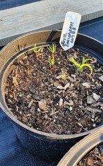 Семена Пихта благородная голубая Abies procera f.glauca