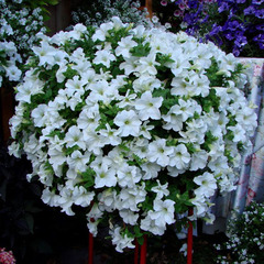 3225 Петуния Fanfare White (Весна 2026)