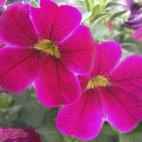19177 Калибрахоа CALITASTIC BRIGHT PURPLE (ОСЕНЬ 2025)