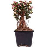 Portulacaria afra variegata бонсай комнатное растение