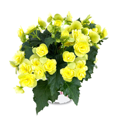 1280 Бегония BK Collection Yellow BEEL