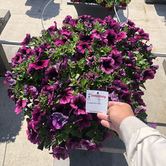 3271 Петуния Tea Magenta Vein (Весна 2026)
