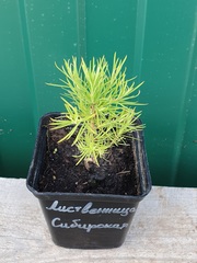 Teofrast Лиственница сибирская Larix sibirica