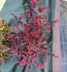 Chili Pepper Тай колеус