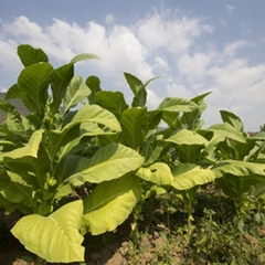Ароматизатор TPA Tobacco