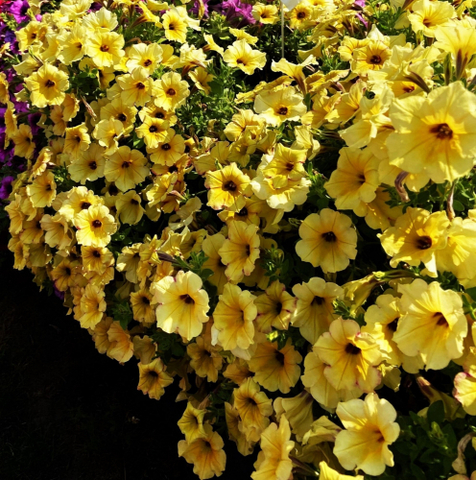 32489 Петуния ALPETUNIA YELLOW DARK CENTER (Весна 2026)