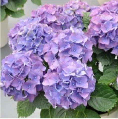 №1 Укорененный черенок Гортензия крупнолистовая ЭРЛИ БЛЮ (Hydrangea macrophylla 