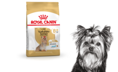 Royal Canin сухой корм для пожилых собак породы Йоркширский терьер 1,5кг