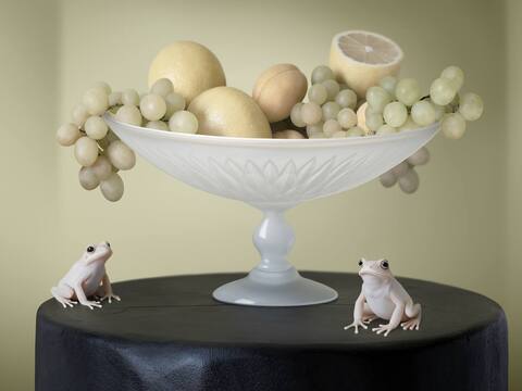 Two frogs