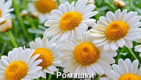 Стол ПГ-01 СТФ фотопечать