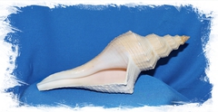 Хемифусус Туба (Hemifusus tuba) 31см 1шт