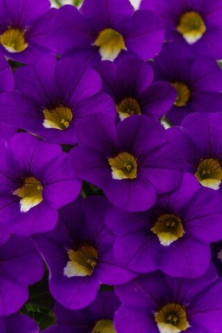 19275 Калибрахоа CALITASTIC VIOLACEOUS (ОСЕНЬ 2025)