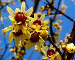 Teofrast Зимоцвет ранний Chimonanthus praecox