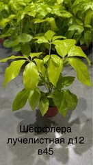 Декоративно-лиственные d10-16