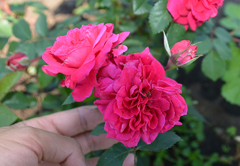 Роза Crimson WinterJewel (Кримсон Винтер Джевел)