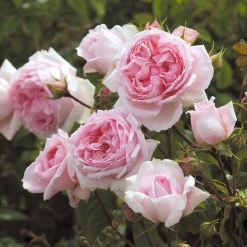 Зе Веджвуд Роз (The Wedgwood Rose)