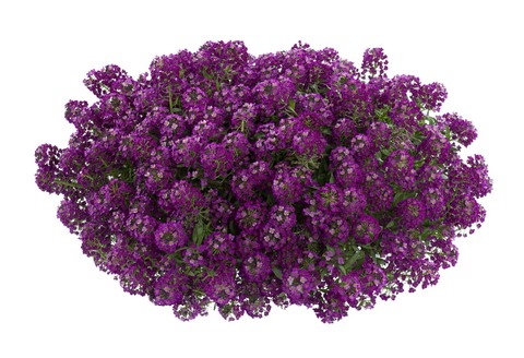 2406 Алиссум STREAM PURPLE IMP.