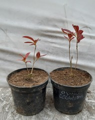 Азалия Azalea goldopas