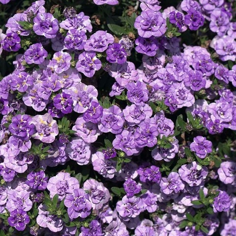 19239 Калибрахоа MINIFAMOUS NEO DOUBLE LOOPY LAVENDER (ОСЕНЬ 2025)