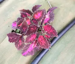 Winter Cherry колеус