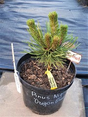 Teofrast Сосна черная Орегон Грин Pinus nigra Oregon Green