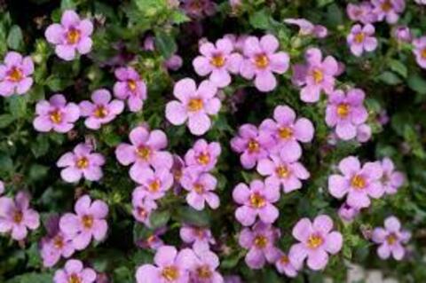 1022 Бакопа SCOPIA GREAT Pink Beauty (Весна 2026)