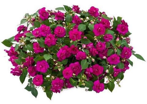3804 Бальзамин Уоллера MUSICA FINE PURPLE (Весна 2026)