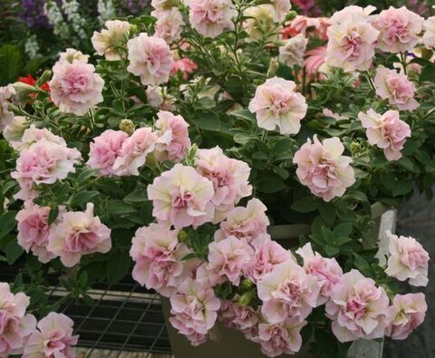 32482 Петуния SWEETSUNSHINE LIGHT PINK (Весна 2026)