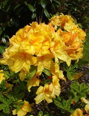 Азалия Azalea goldopas