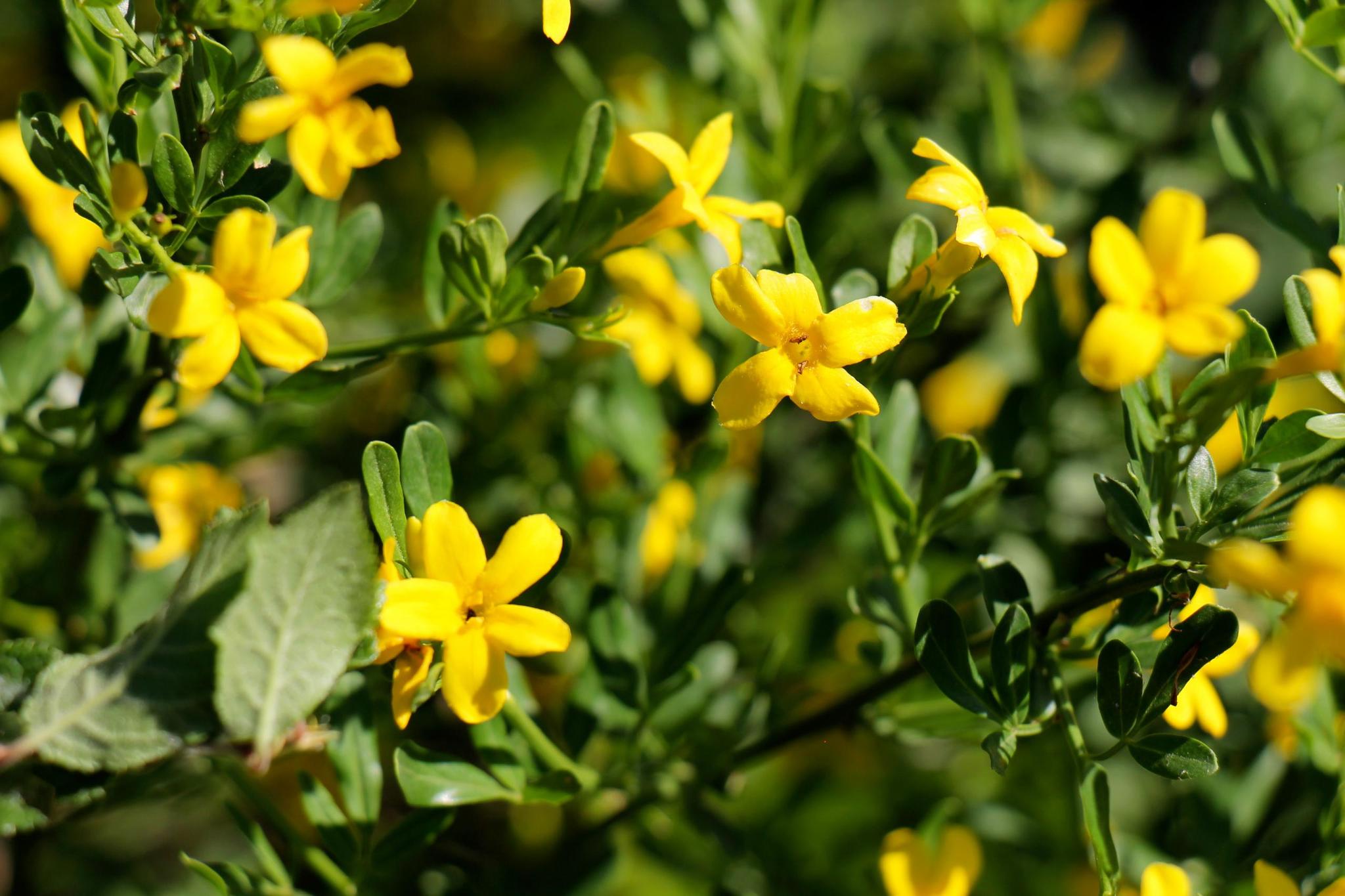 Семена Жасмин кустарниковый Jasminum fruticans