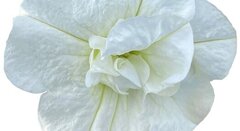 32486 Петуния SWEETSUNSHINE PURE WHITE (Весна 2026)