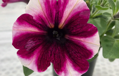 32480 Петуния BONNIE MAGENTA STAR (Весна 2026)