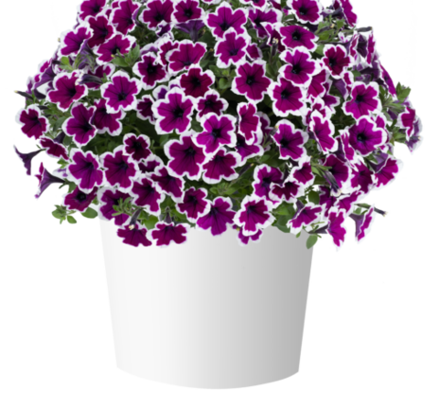 32487 Петуния CAPELLA Rim Raspberry (Весна 2026)