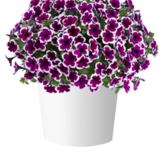 32487 Петуния CAPELLA Rim Raspberry (Весна 2026)